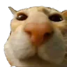 cat_stare