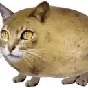 Catato Discord Emoji