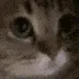 meow