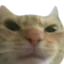 gatosus Discord Emoji