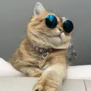 Kittycat Discord Emoji