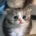 11346654345290097051