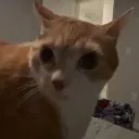 nobrain