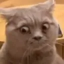 Shookcat Discord Emoji