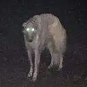 cryptidstare
