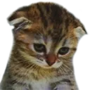 SadCat