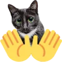 1openhandscat
