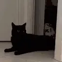 yoink