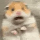 hamster_scared