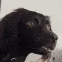 DOGGAUR