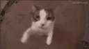 kisscat