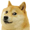 shibaStare
