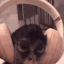 2422monkeymusic