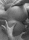 sex