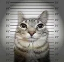 GatoPendejobutcriminal