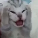 cataaaaaaaa