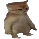 DumbKat