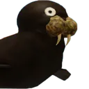 walrus_2