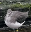 BirbVibe