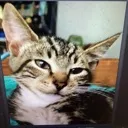 Gato_rizz Gato_rizz