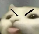 GatoCiumes