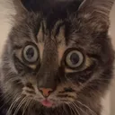 blehhsurprised2