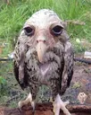 wowl