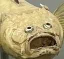 uglyfish3 uglyfish3