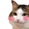 Catblush CatBlush Discord Emoji