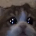 crycat crycat