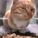 CM_catofjudgement CM_catofjudgement