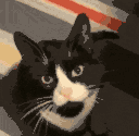 elvis_kiss