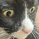 Traumatizedcat Traumatizedcat