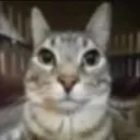 areuseriousrightmeow