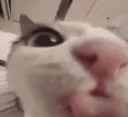 mlem