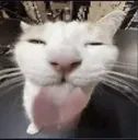 Blehp