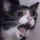 Yelling_Cat Discord Emoji