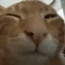 SmugCat