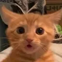 shock_meow shock_meow