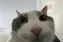 meow