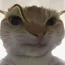 cat_raised_eyebrow
