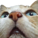xcattosniff Discord emoji
