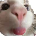 xcattoP Discord emoji