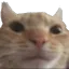 starecat starecat