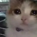 INT_CatCry Discord Emoji