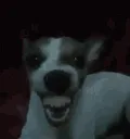 laugh