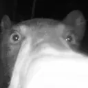 bearschneef