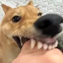 SCHNEEFandBITE SCHNEEFandBITE