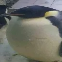 dacang dacang
