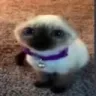 GatoPelon GatoPelon